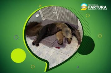 Clínica Veterinária de Fartura encaminha tamanduá-bandeira atropelado à Unesp