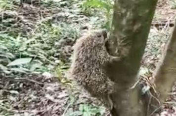 Meio Ambiente devolve ouriço a seu habitat natural 