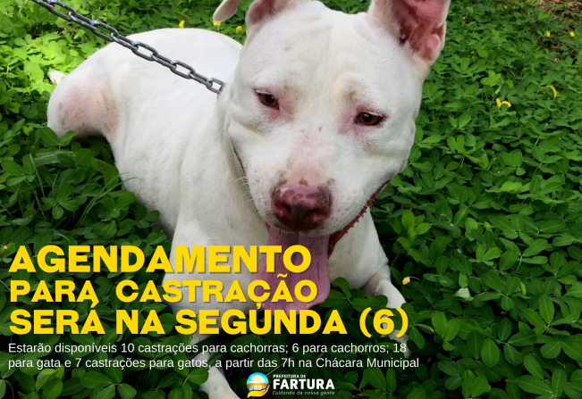 Agendamento para castração de cães e gatos será na segunda-feira (6)