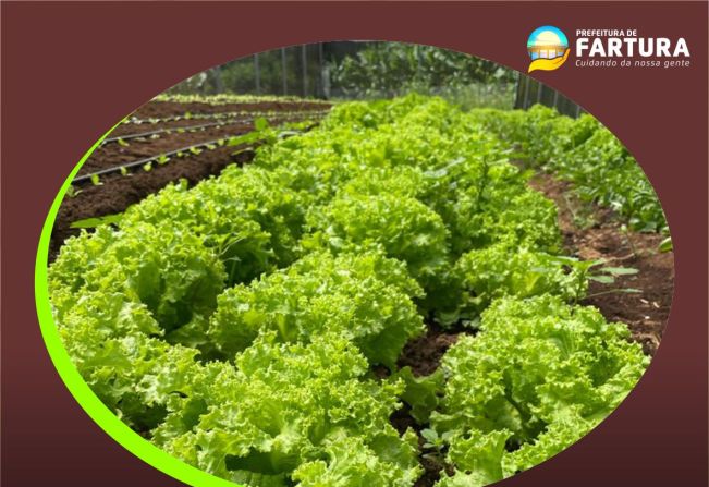 Atenção: entrega de verduras do Programa “Horta Alimento” será na quarta-feira (2)