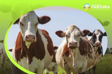 Fartura promove curso de inseminação artificial para pecuaristas, com vagas limitadas