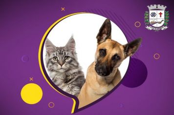 Em dois dias de vacinação, equipe da VISA imuniza 335 cães e gatos contra a Raiva Animal